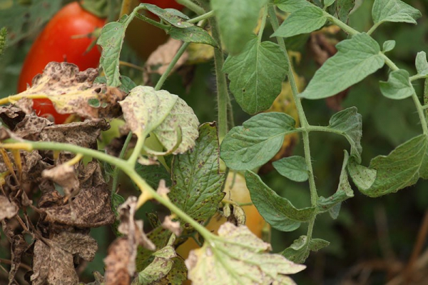 Самые опасные болезни томатов в теплице и их лечение